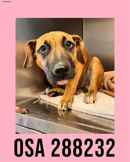 Enlarge OSA, a Adoptable Mixed Breed in Macon, GA image 1/1