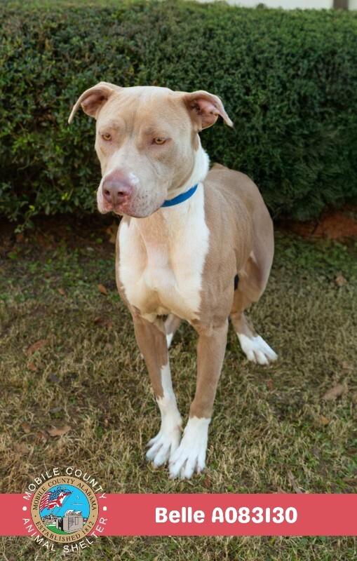 Belle, Adoptable, Adult Female American Bulldog.
