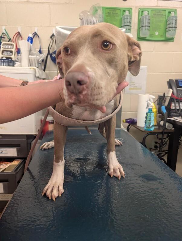 Enlarge Belle, a Adoptable American Bulldog in Mobile, AL image 2/3