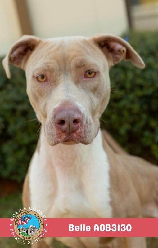 Enlarge Belle, a Adoptable American Bulldog in Mobile, AL image 3/3