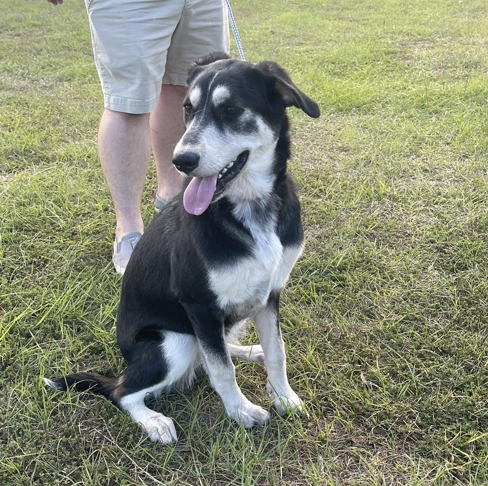 Enlarge June, a Adoptable mixed breed in Troy, AL image 2/2