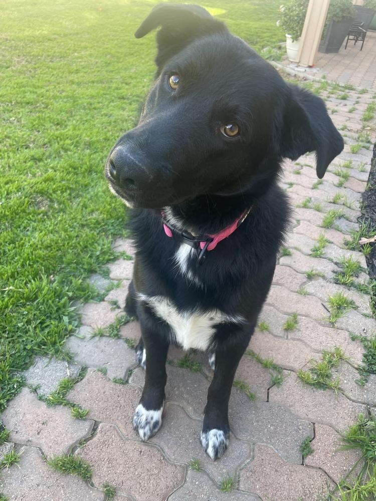 Enlarge PUP PUP, a Adoptable mixed breed in Beaumont, CA image 1/2