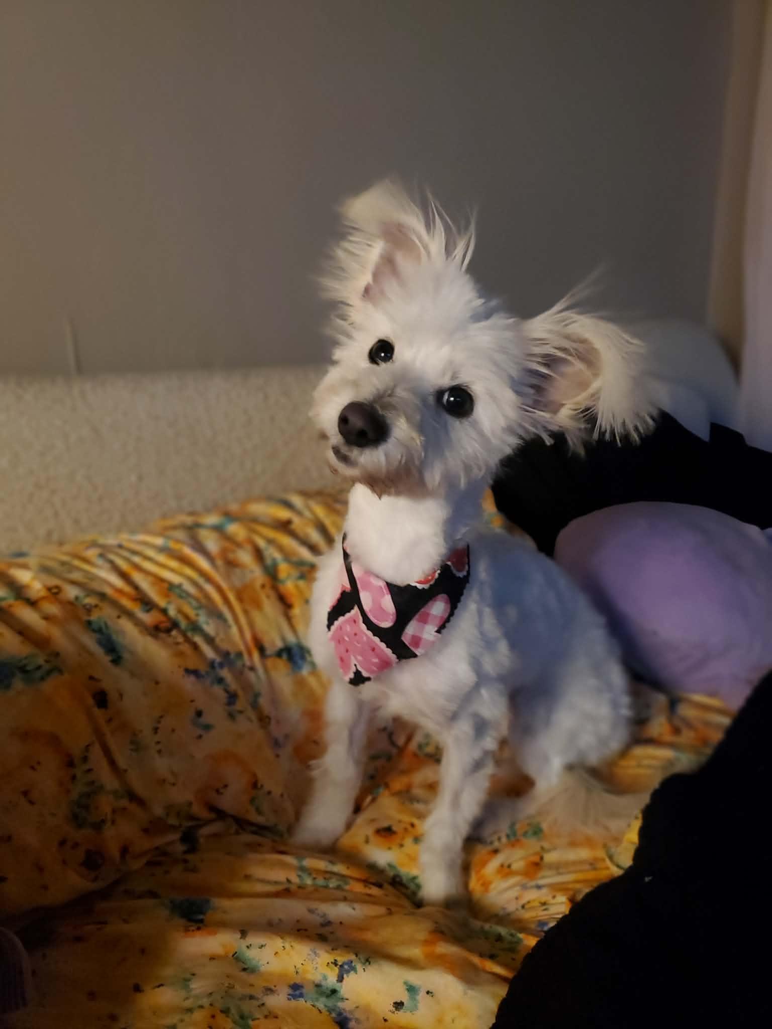 Enlarge Izzy, an adopted mixed breed in Bettendorf, IA image 3/4