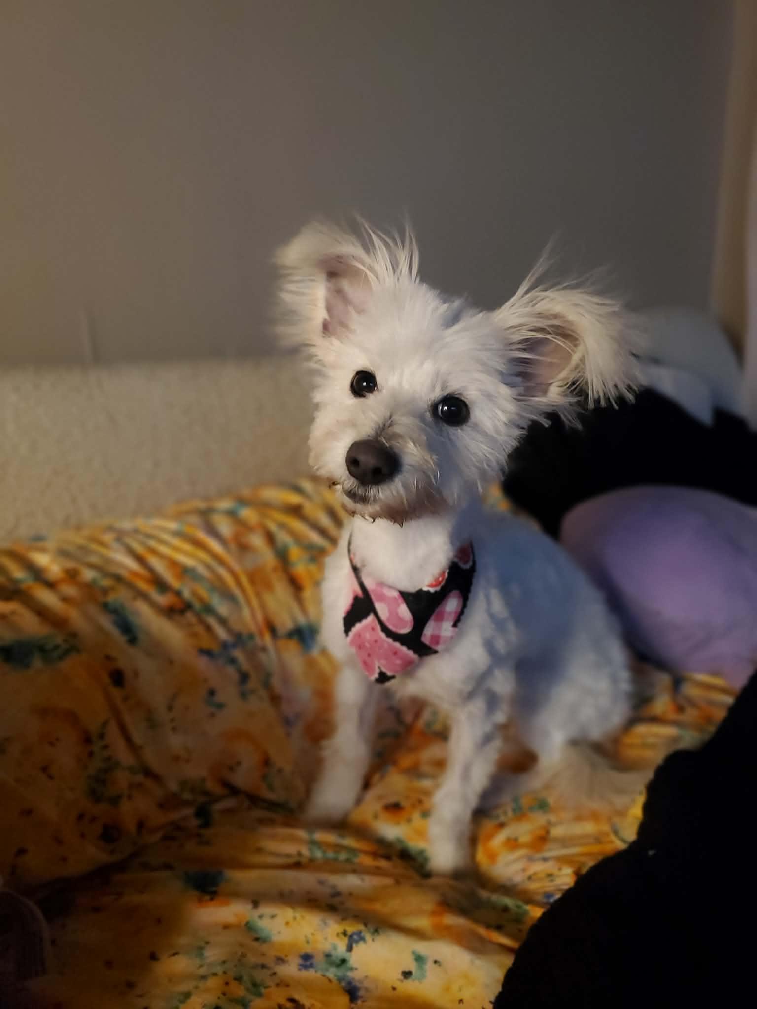 Izzy, adopted, Young Female Terrier.