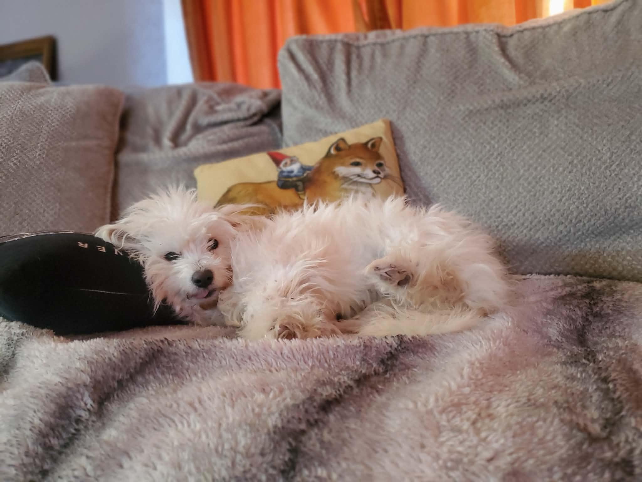 Enlarge Izzy, an adopted mixed breed in Bettendorf, IA image 2/4