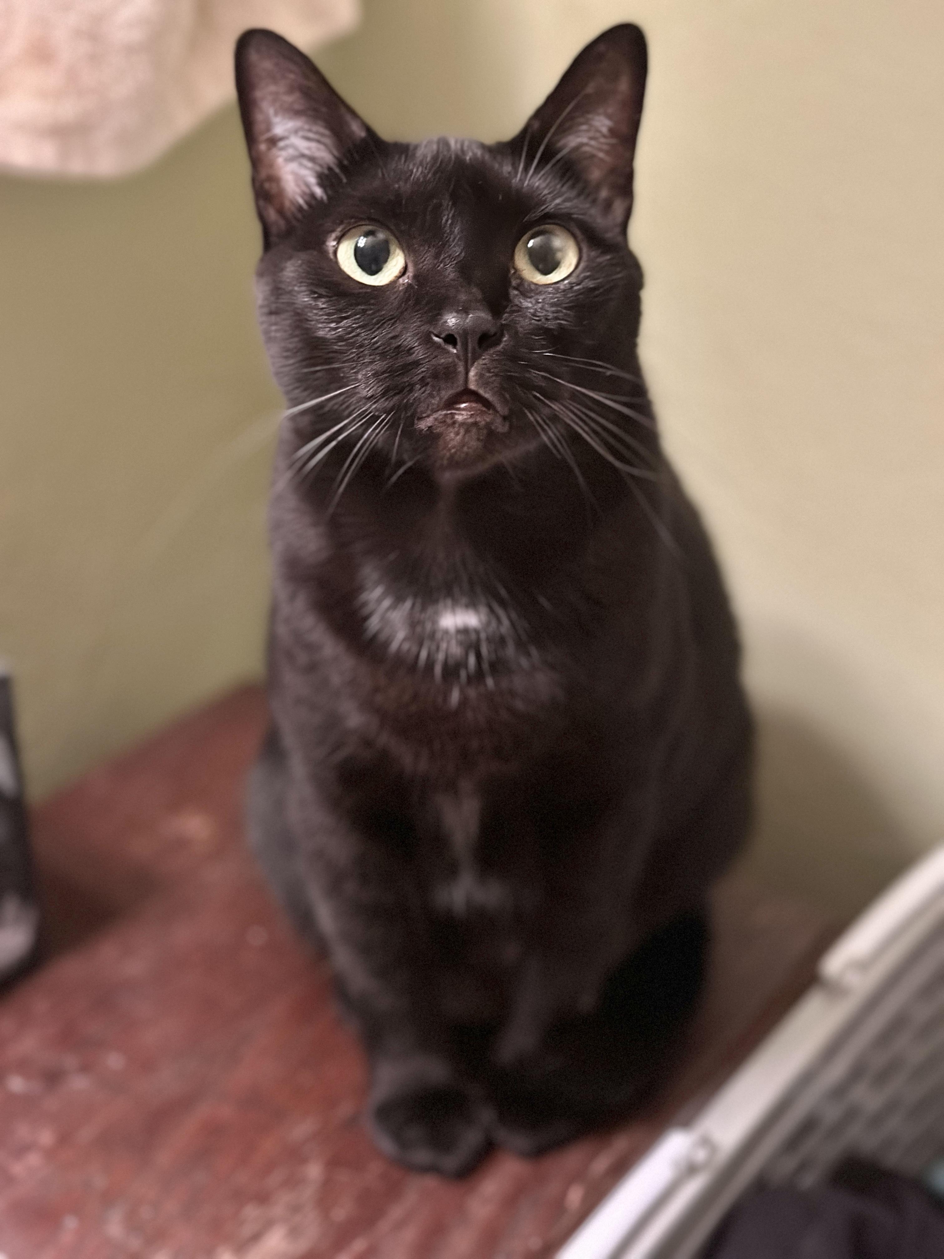Lil’ Bit (Watch video) sweet girl !!, ADOPTABLE, Adult Female Domestic Short Hair.
