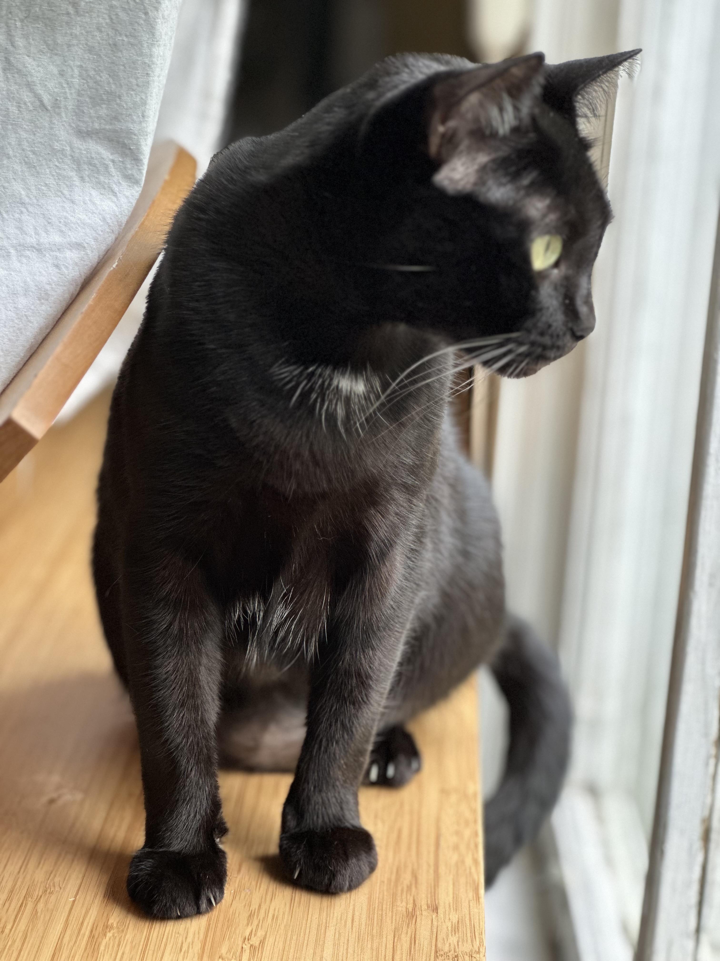 Enlarge Lil’ Bit (Watch video) sweet girl !!, a ADOPTABLE Domestic Short Hair in Deland, FL image 5/5