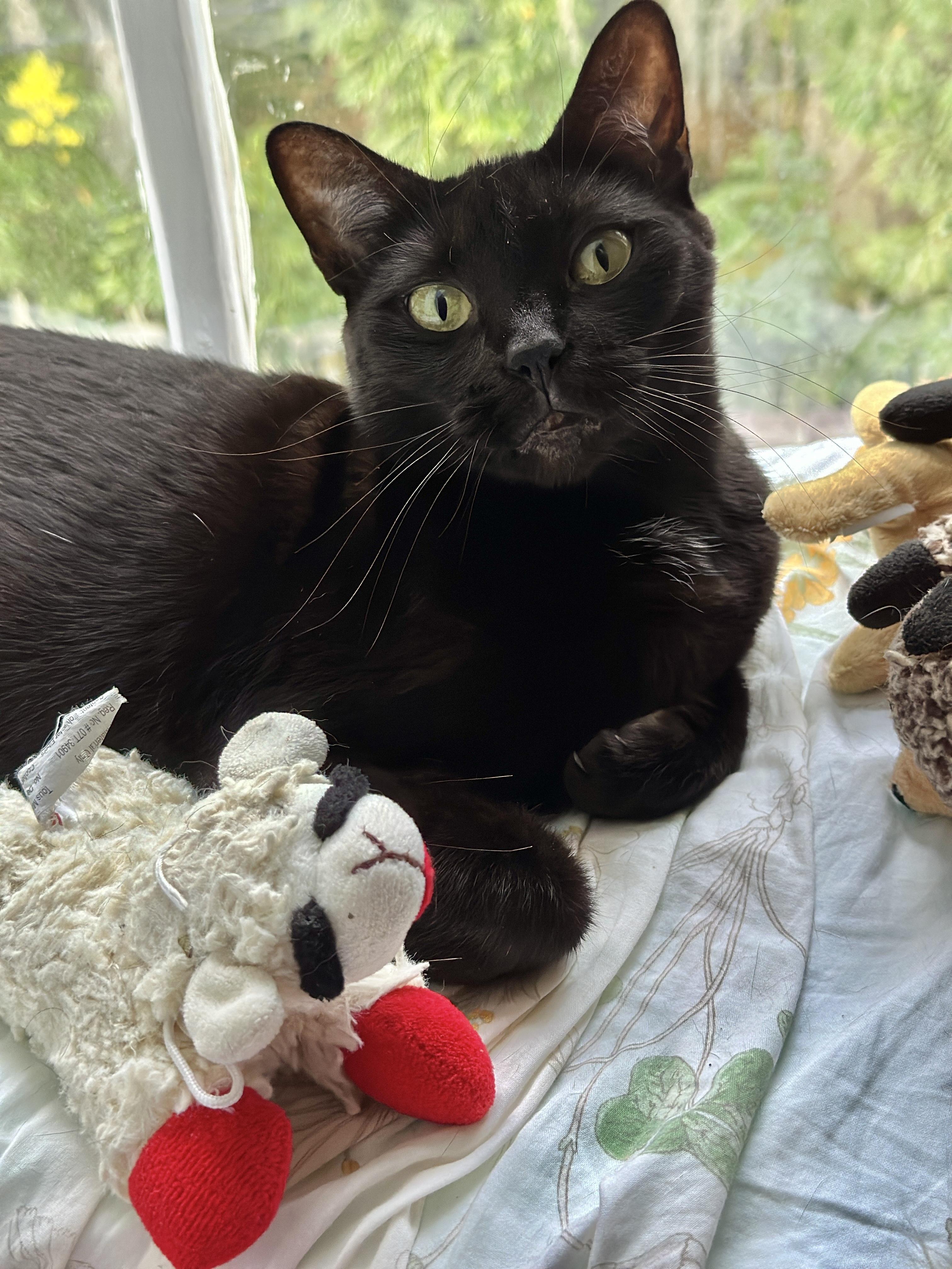 Enlarge Lil’ Bit (Watch video) sweet girl !!, a ADOPTABLE Domestic Short Hair in Deland, FL image 2/5