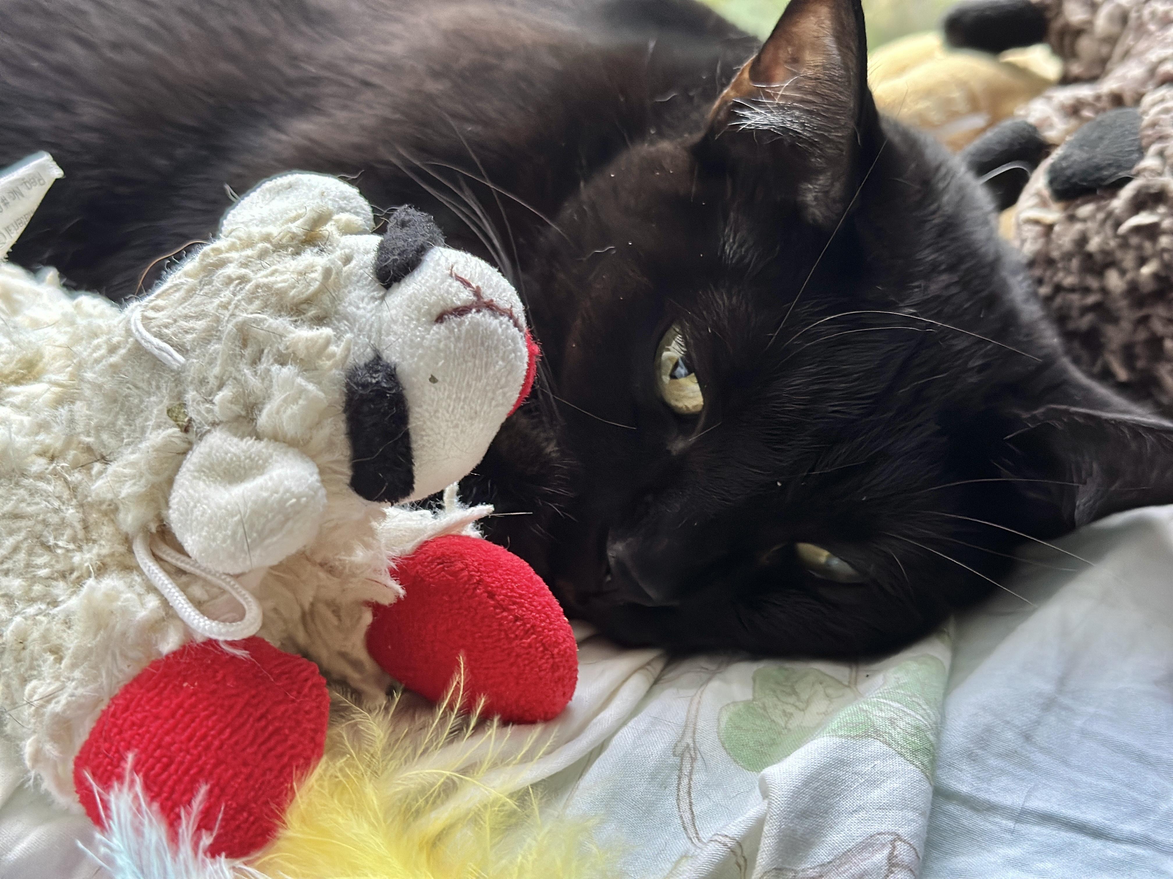 Enlarge Lil’ Bit (Watch video) sweet girl !!, a ADOPTABLE Domestic Short Hair in Deland, FL image 3/5