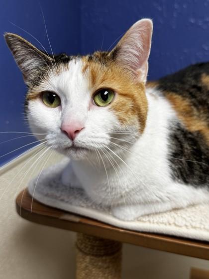 Enlarge Stella Mae, a Adoptable mixed breed in Oklahoma City, OK image 1/3