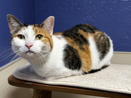 Enlarge Stella Mae, a Adoptable mixed breed in Oklahoma City, OK image 2/3