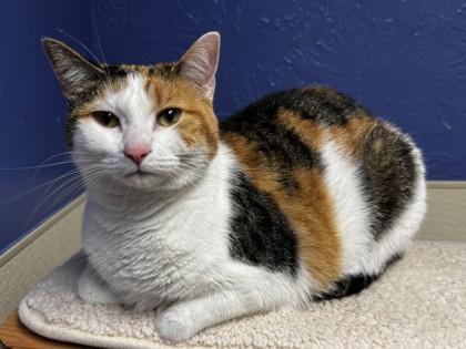 Enlarge Stella Mae, a Adoptable mixed breed in Oklahoma City, OK image 3/3