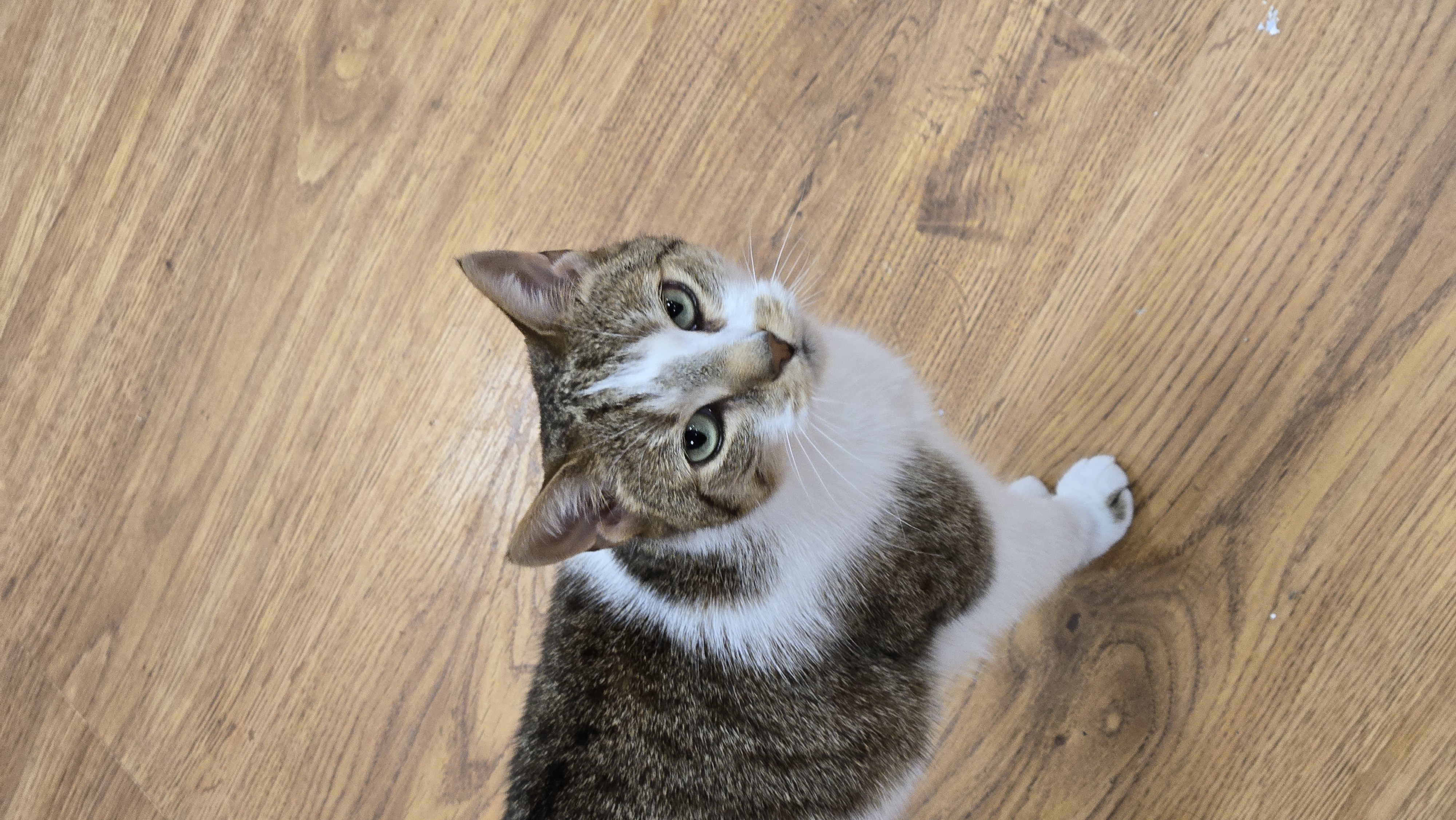 Enlarge Sage, a Adopted Domestic Short Hair in Rochester, NY image 1/4