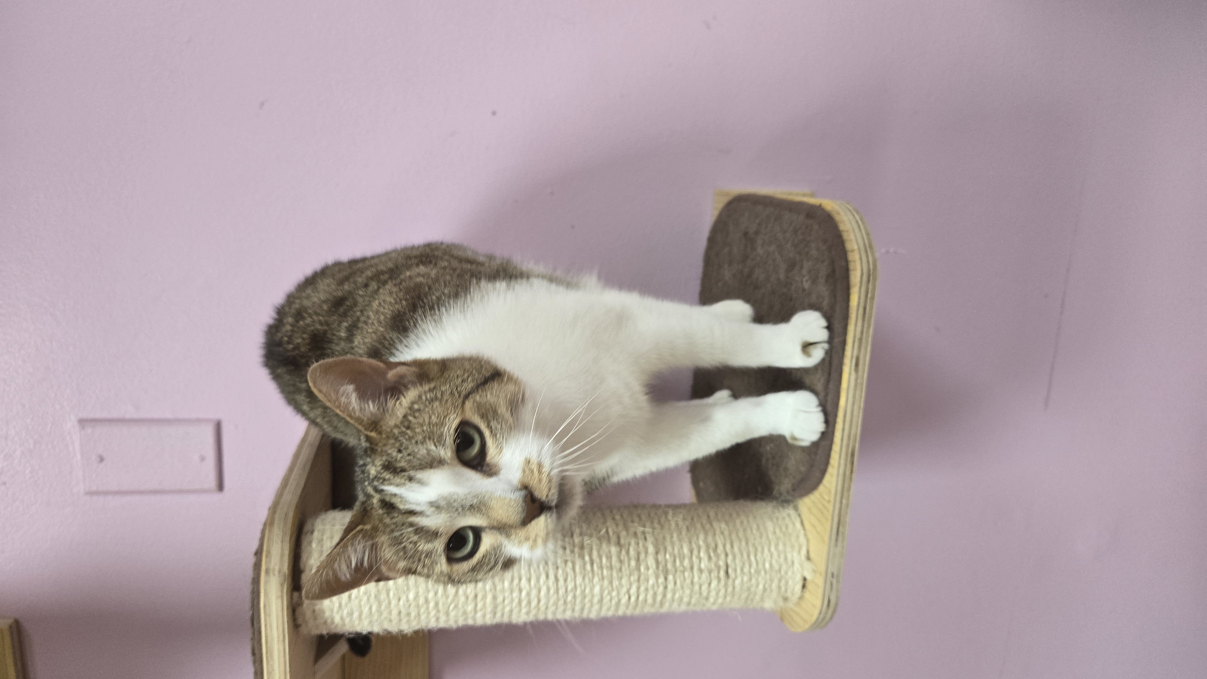 Enlarge Sage, a Adopted Domestic Short Hair in Rochester, NY image 4/4