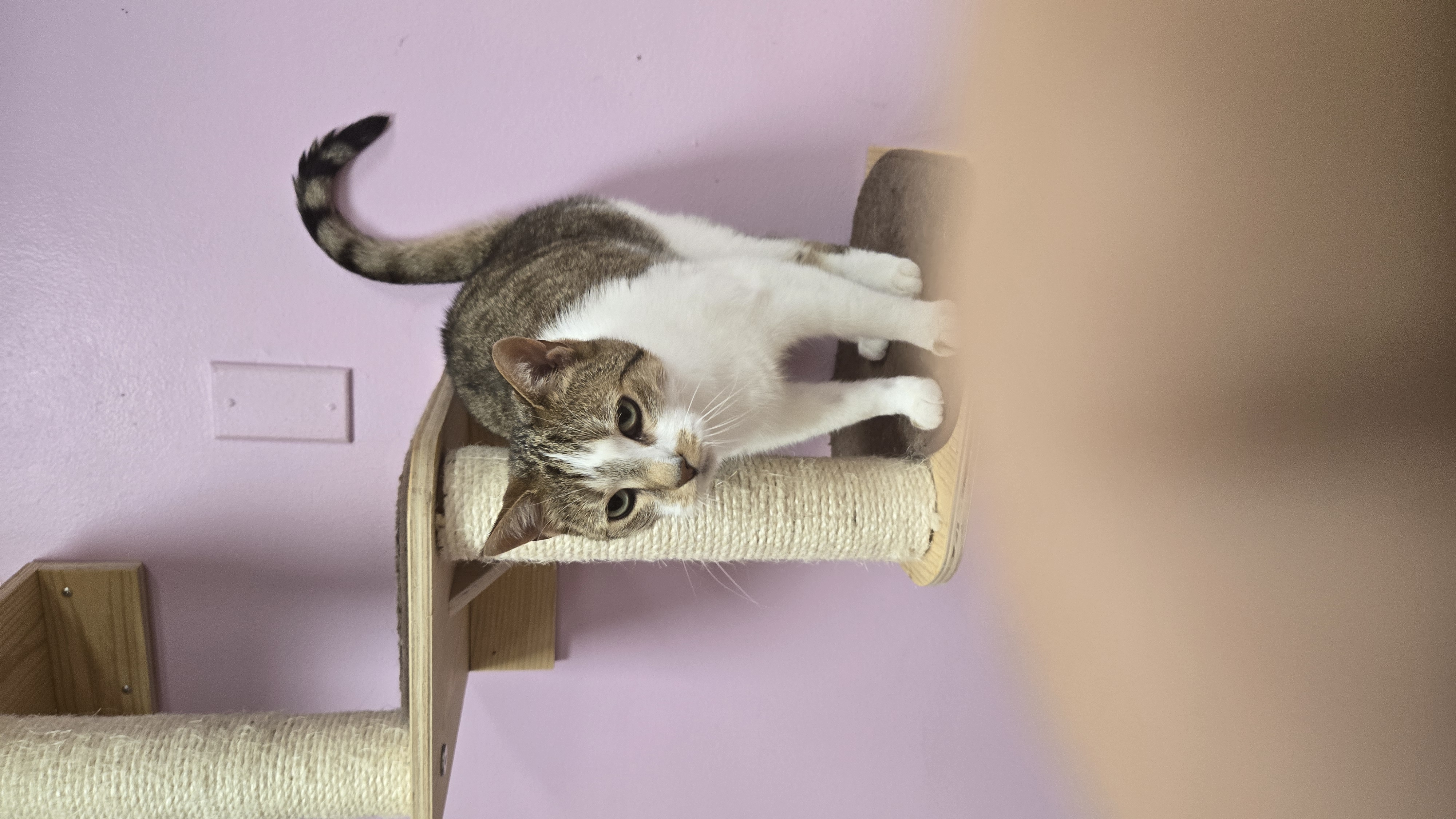 Enlarge Sage, a Adopted Domestic Short Hair in Rochester, NY image 2/4