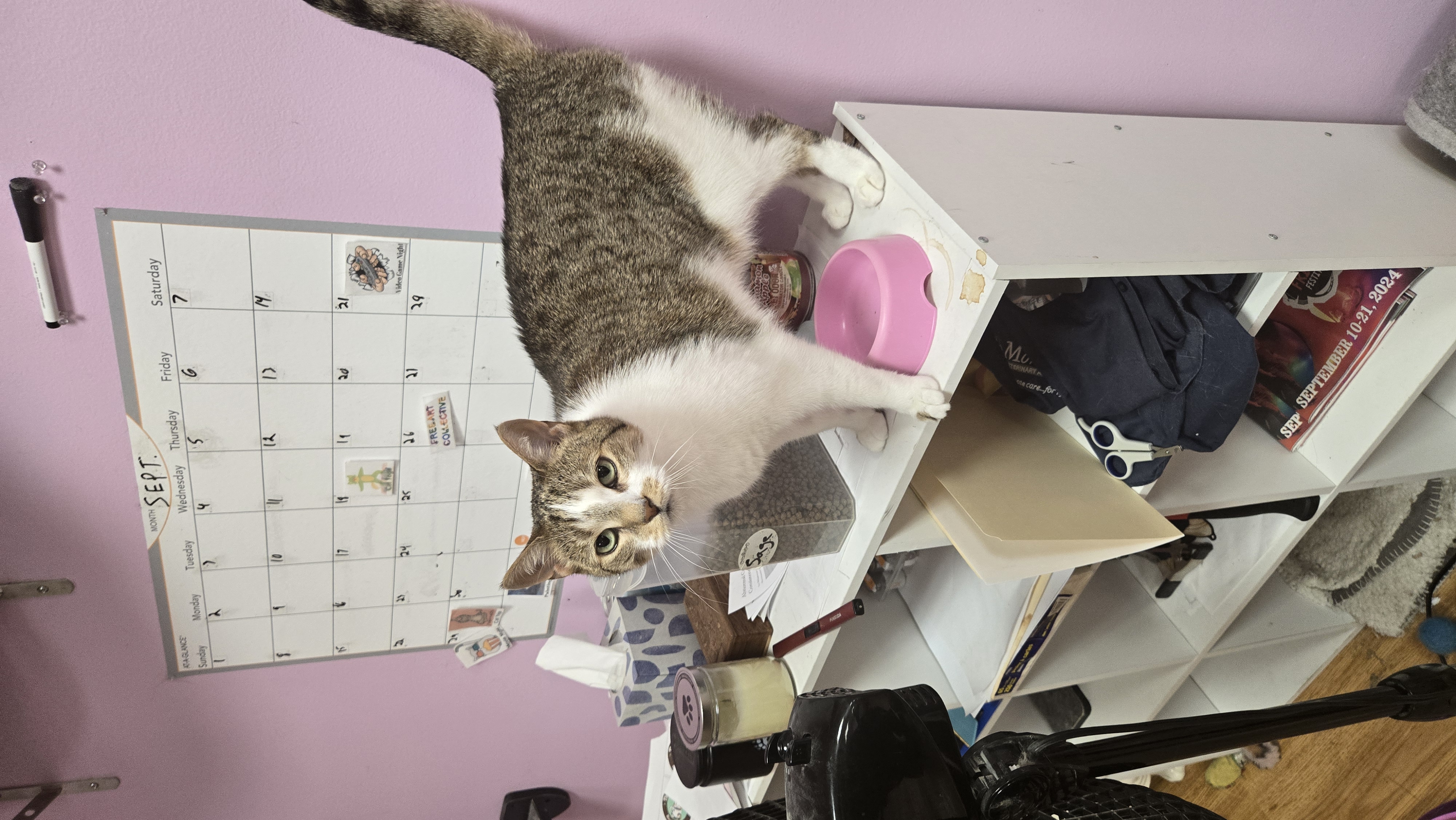 Enlarge Sage, a Adopted Domestic Short Hair in Rochester, NY image 3/4