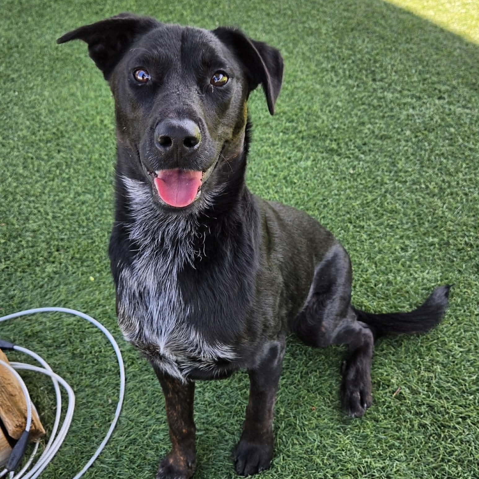 Rocket, an adopted mixed breed in Sparta, WI image 4/4