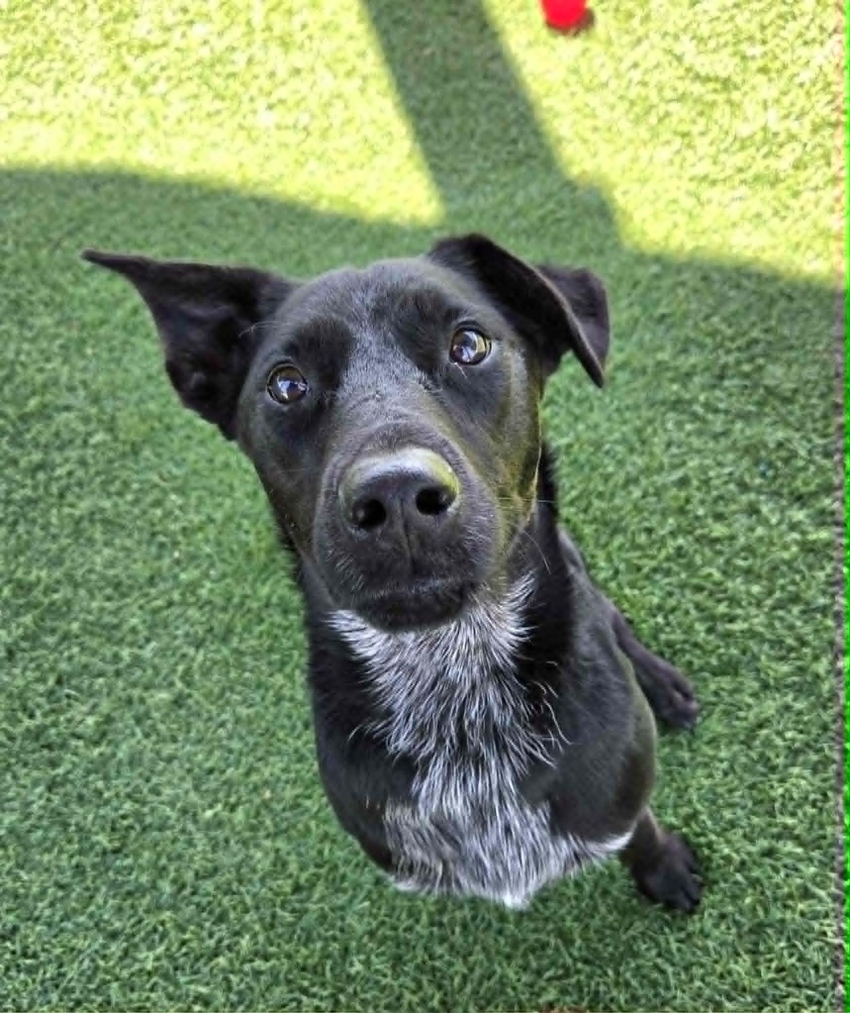 Rocket, an adopted mixed breed in Sparta, WI image 3/4