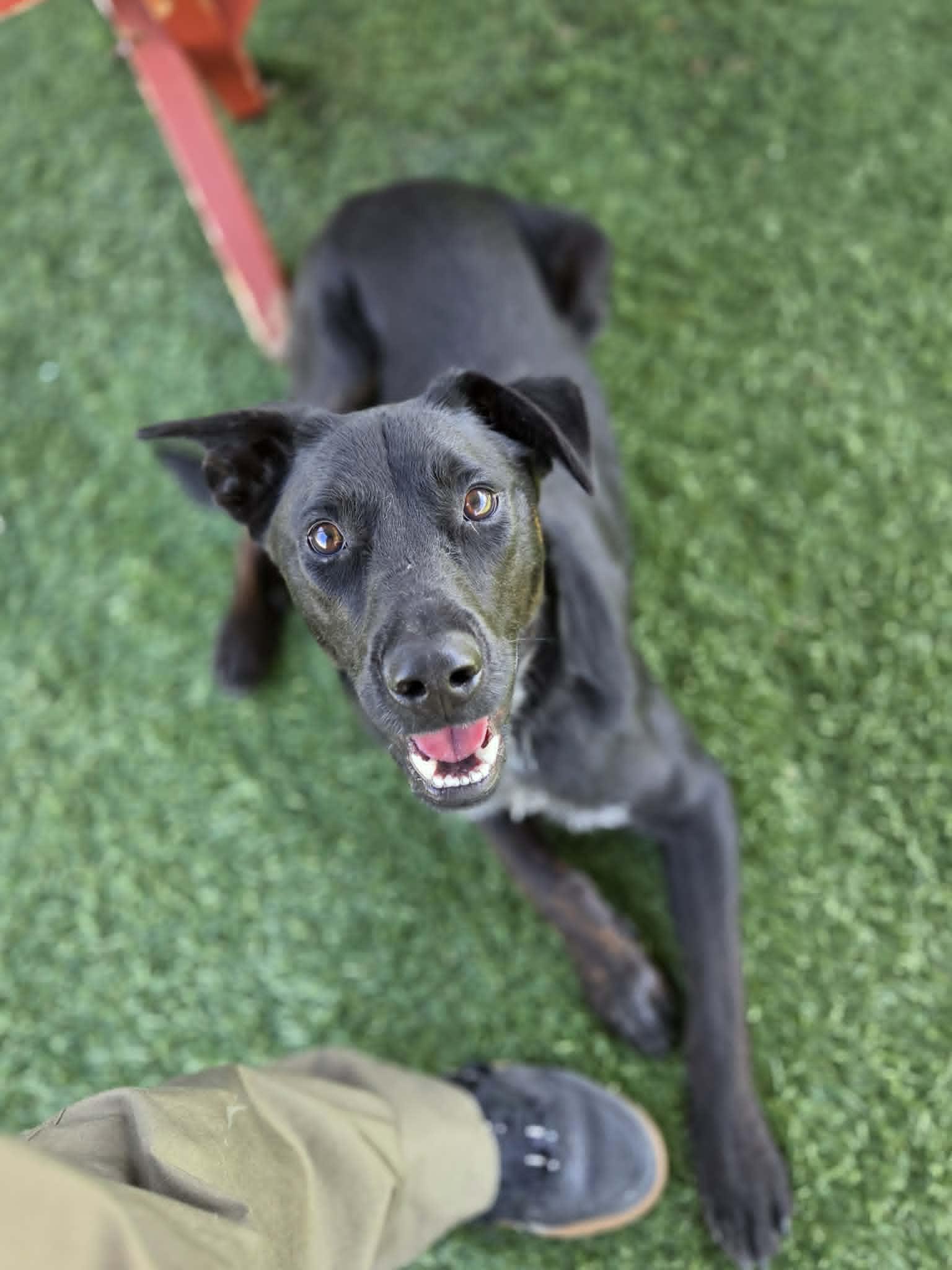 Rocket, an adopted mixed breed in Sparta, WI image 2/4