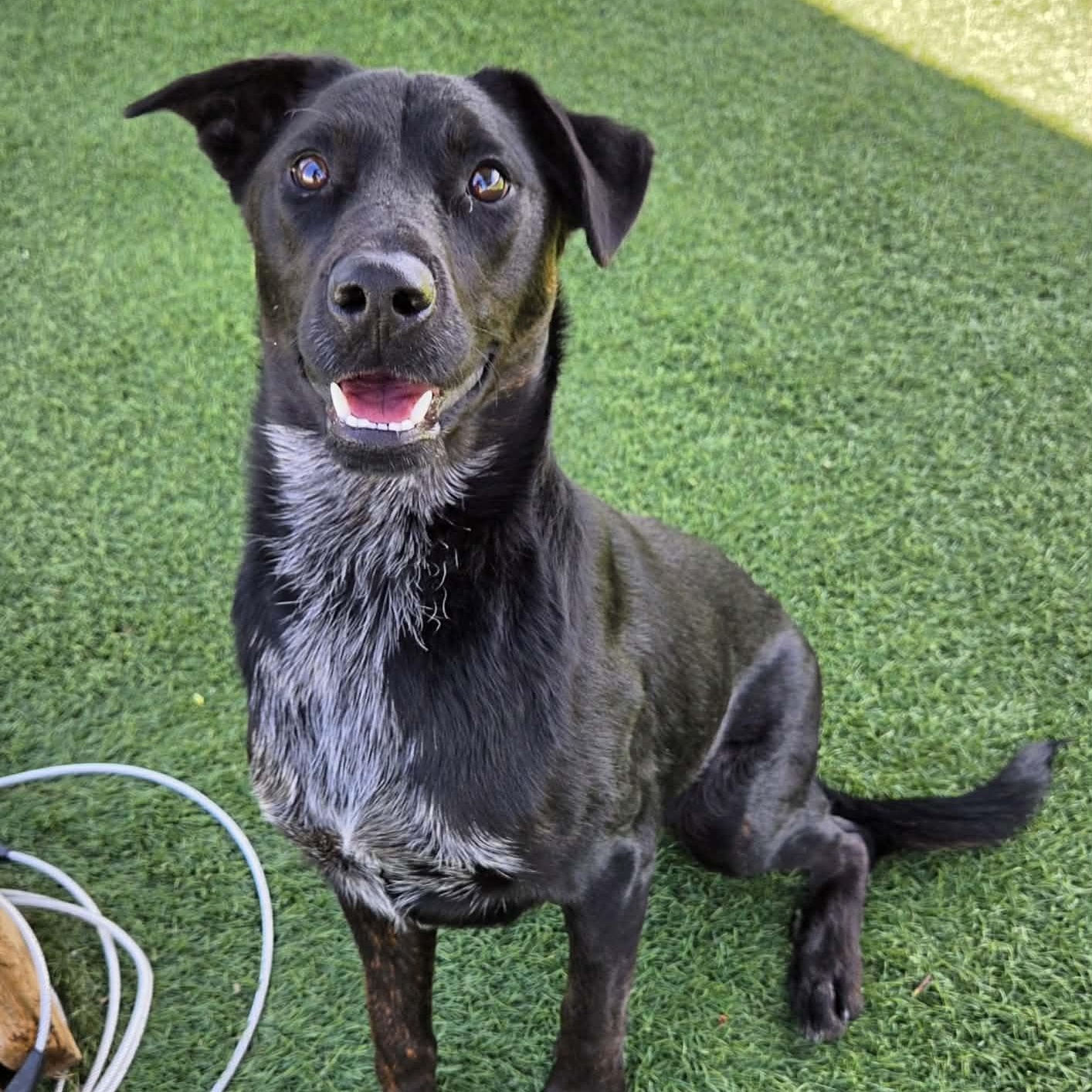 Rocket, adopted, Young Male Shepherd.