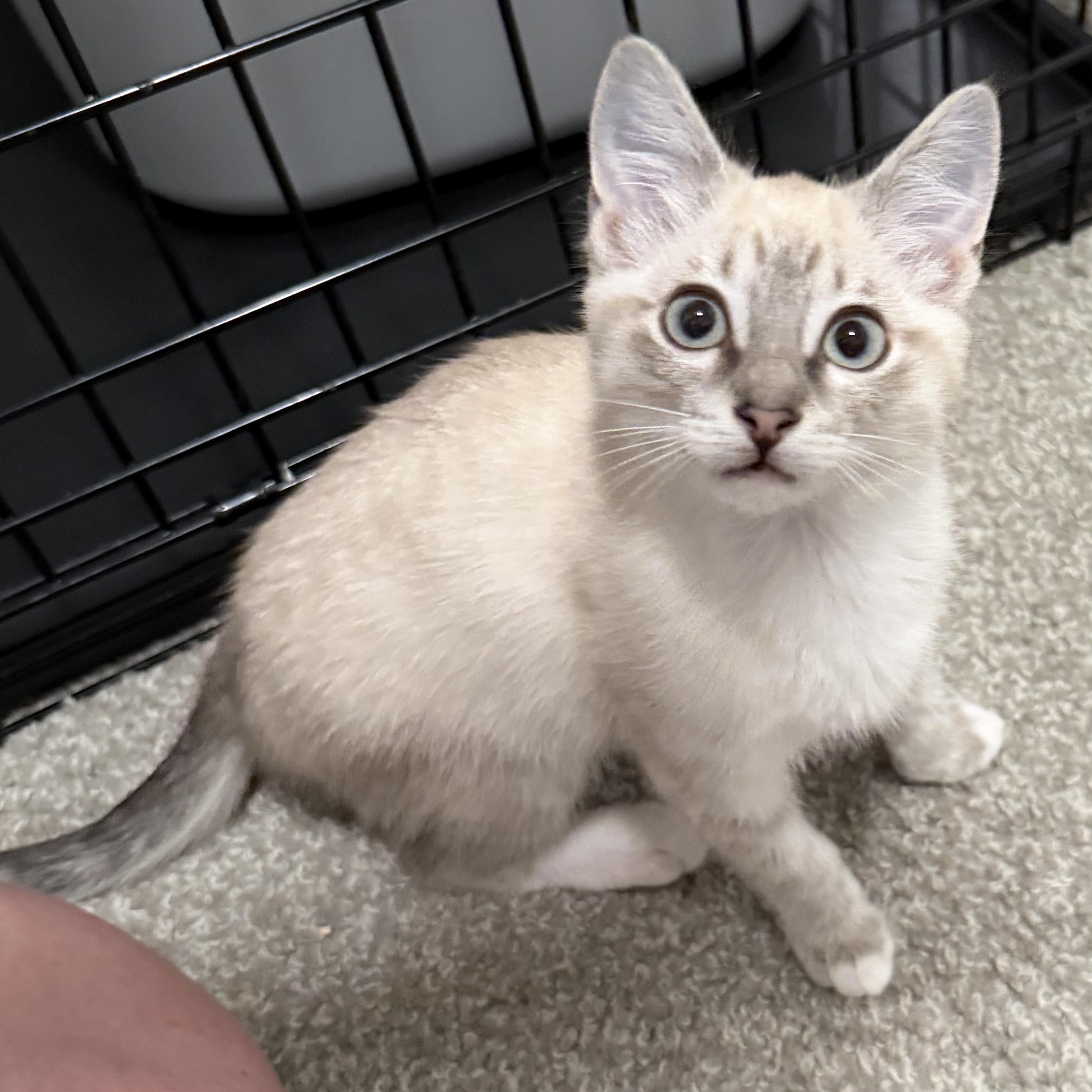 Mimosa, a Adoptable mixed breed in Midvale, UT image 4/6