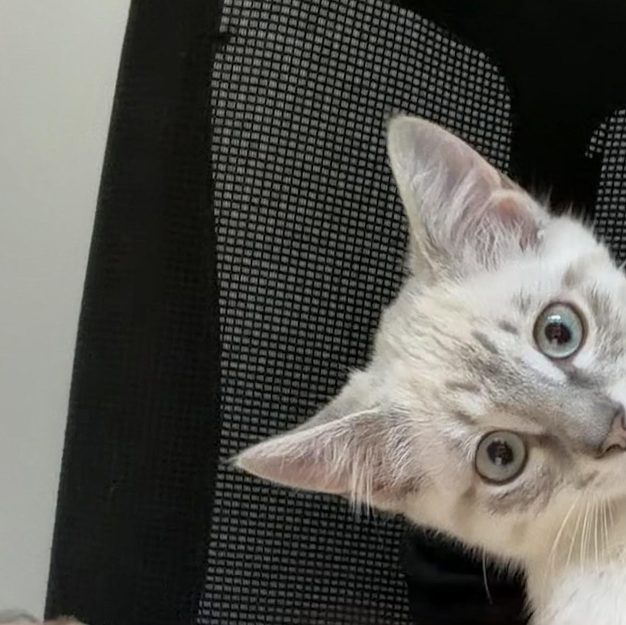 Mimosa, a Adoptable mixed breed in Midvale, UT image 6/6