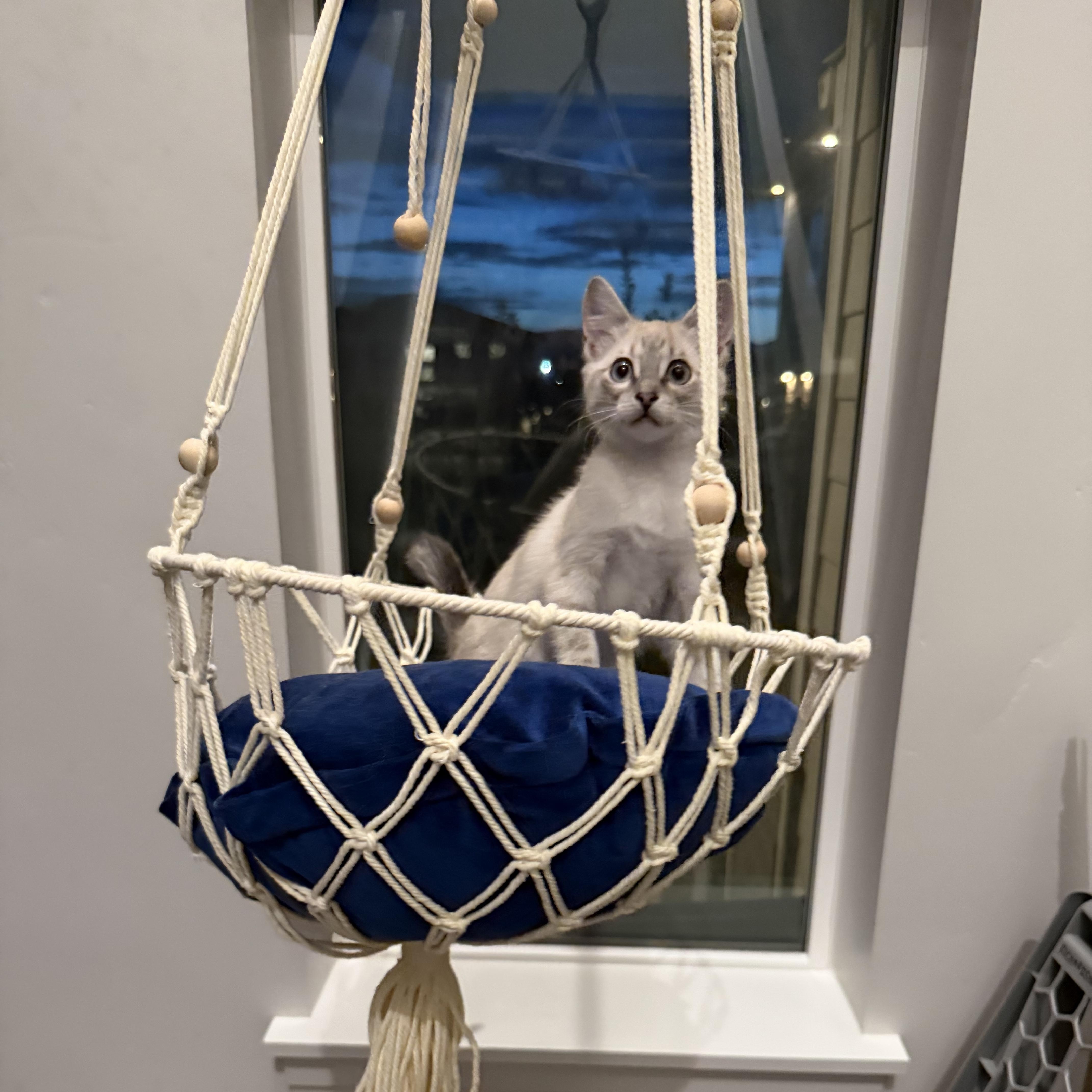 Mimosa, a Adoptable mixed breed in Midvale, UT image 2/6