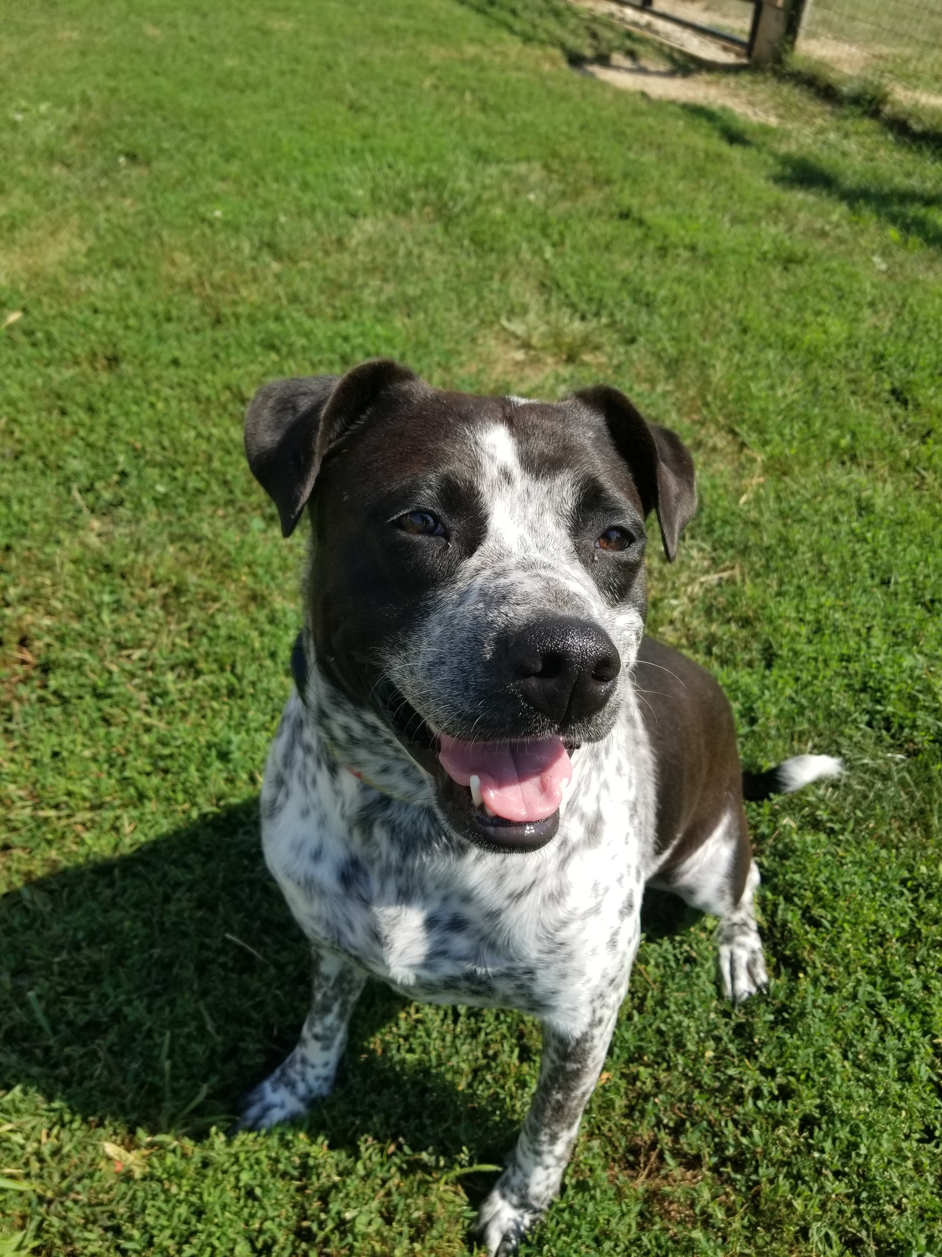 Enlarge Pepper, a Adoptable mixed breed in South Charleston, OH image 2/5