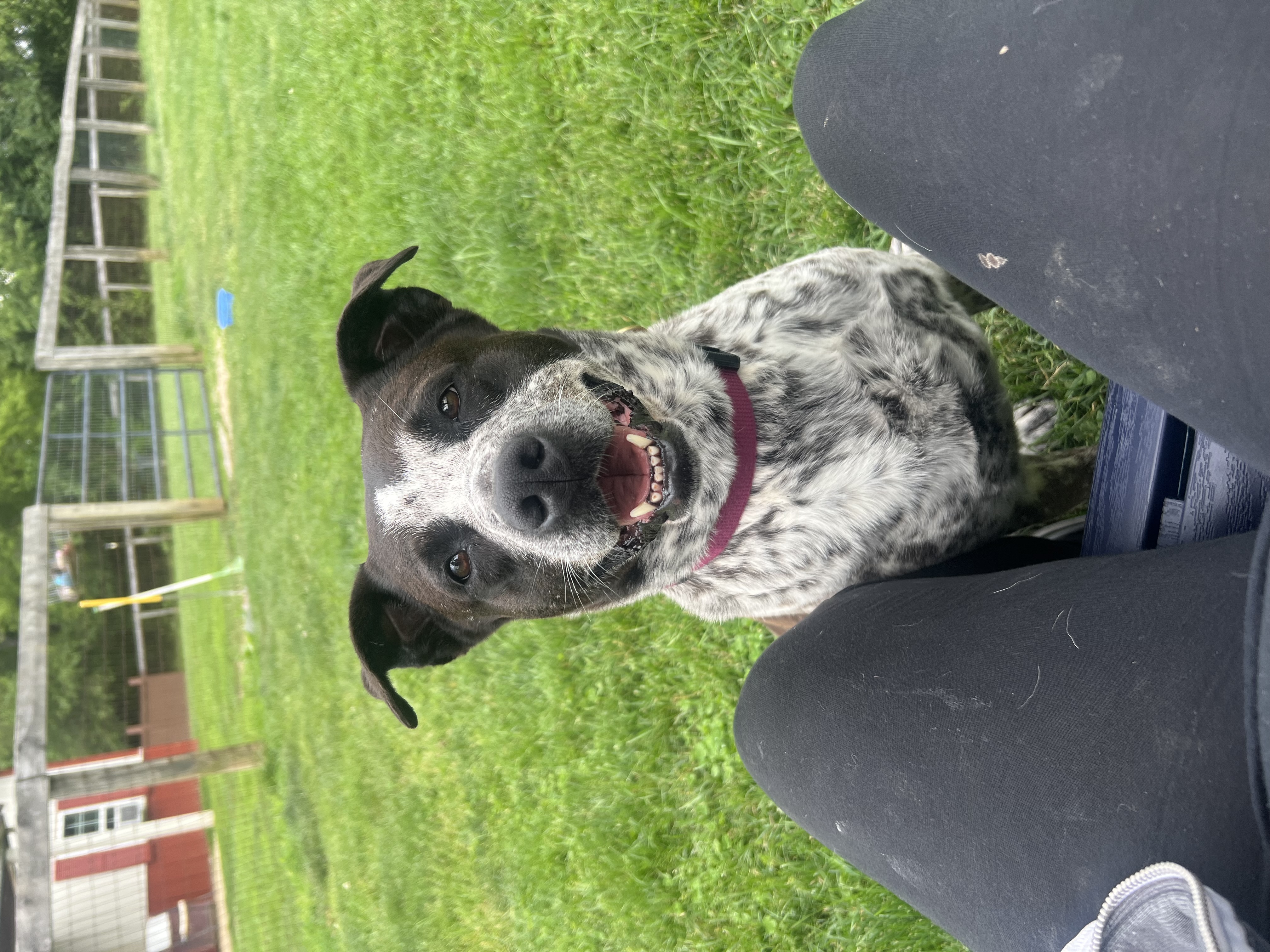 Enlarge Pepper, a Adoptable mixed breed in South Charleston, OH image 1/5