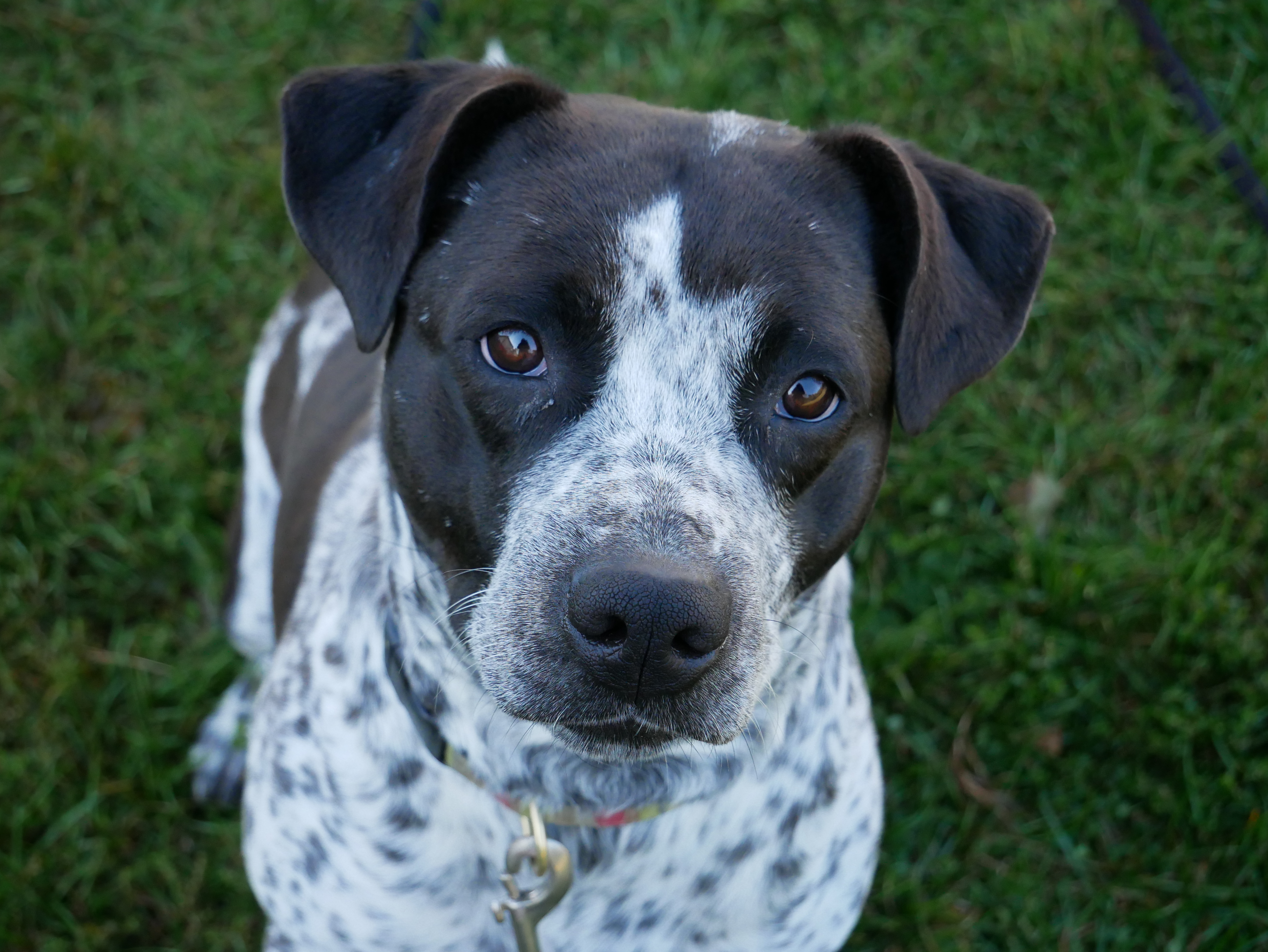 Enlarge Pepper, a Adoptable mixed breed in South Charleston, OH image 3/5