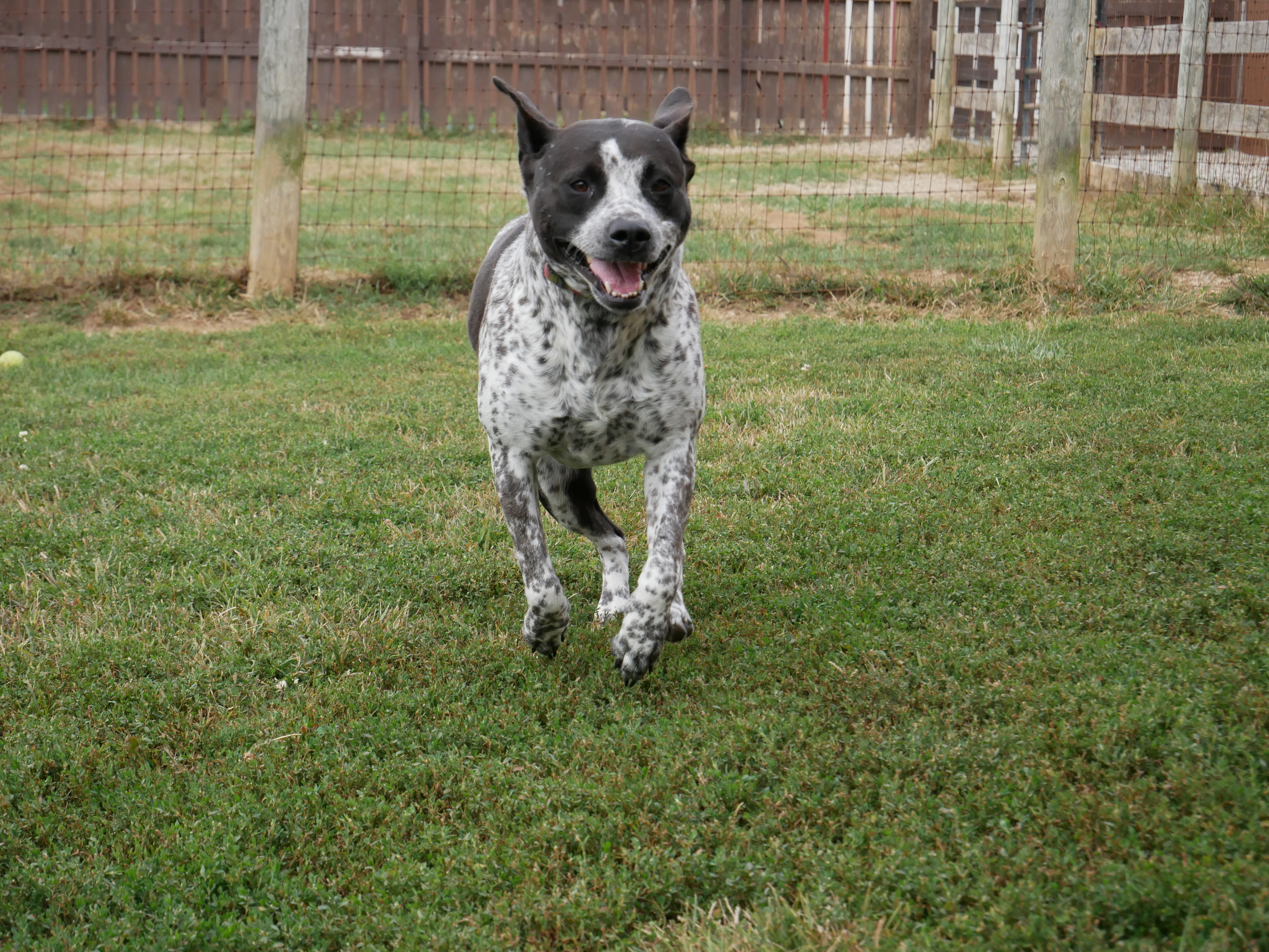 Enlarge Pepper, a Adoptable mixed breed in South Charleston, OH image 5/5