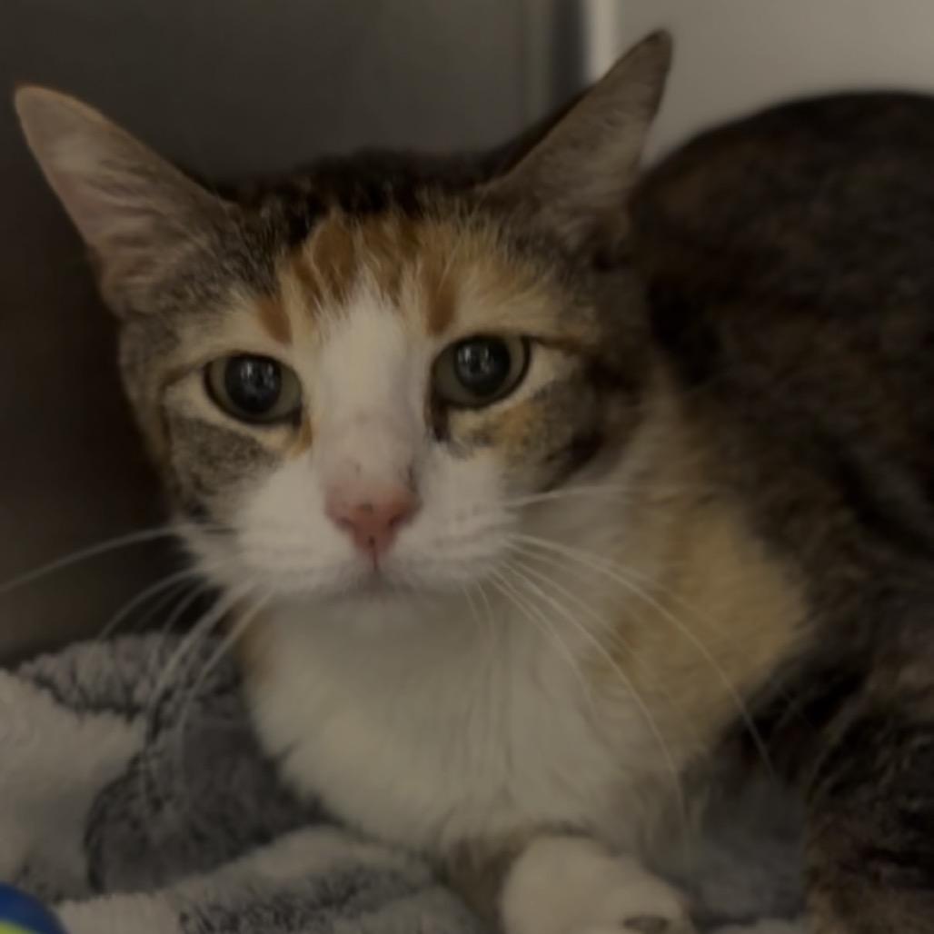 Lotus, Adoptable, Adult Female Domestic Short Hair.