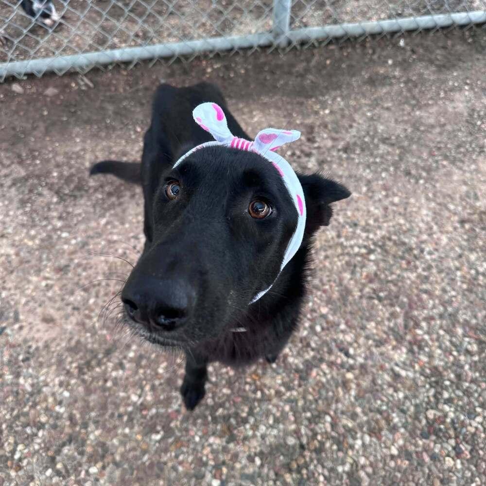 Moon, Adoptable, Adult Female Shepherd.