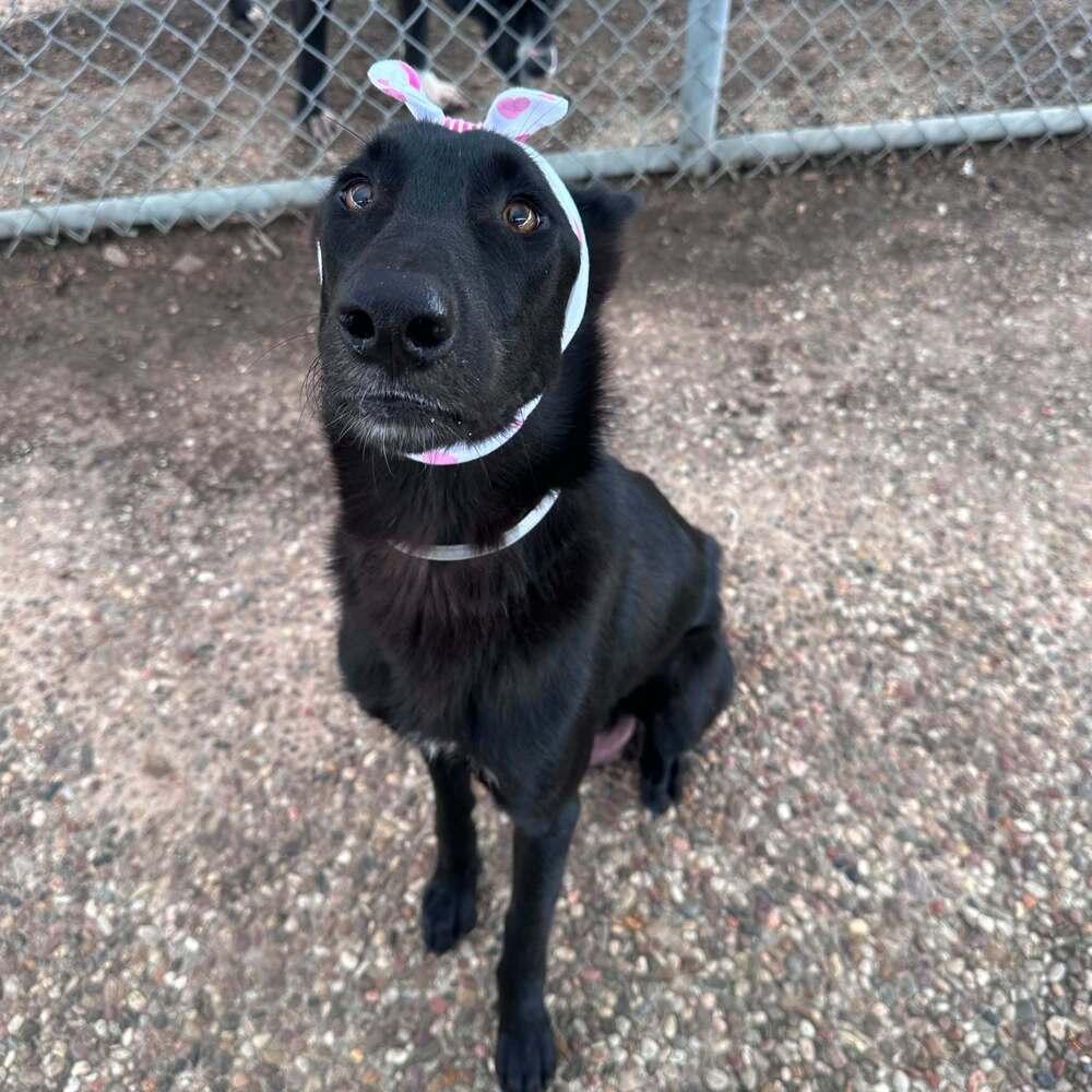 Enlarge Moon, a Adoptable mixed breed in Aurora, CO image 4/4