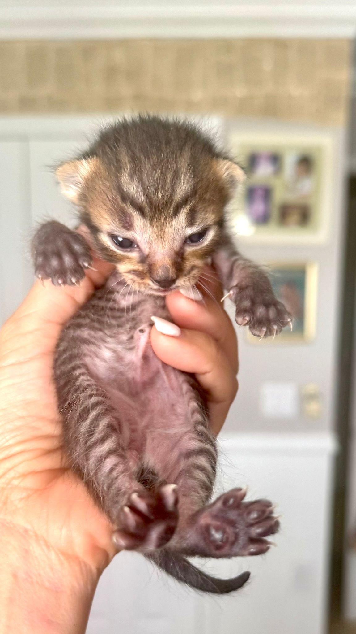 Faelion, Baby Male unknown