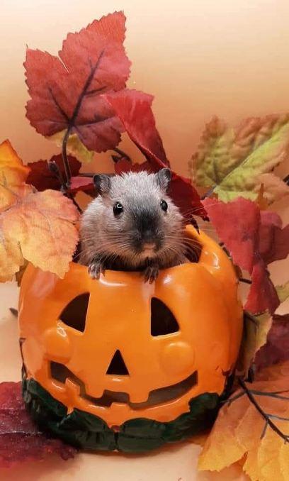 Peanut , ADOPTABLE, Adult Male Gerbil.