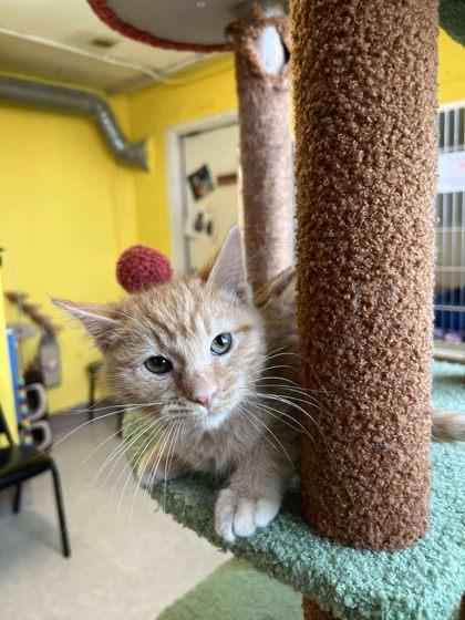 Enlarge Hugs, a Adoptable mixed breed in Scottsbluff, NE image 1/3