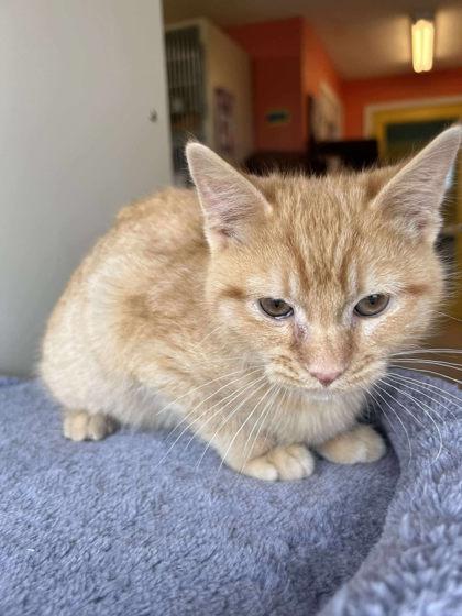 Enlarge Hugs, a Adoptable mixed breed in Scottsbluff, NE image 2/3