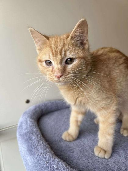 Enlarge Hugs, a Adoptable mixed breed in Scottsbluff, NE image 3/3