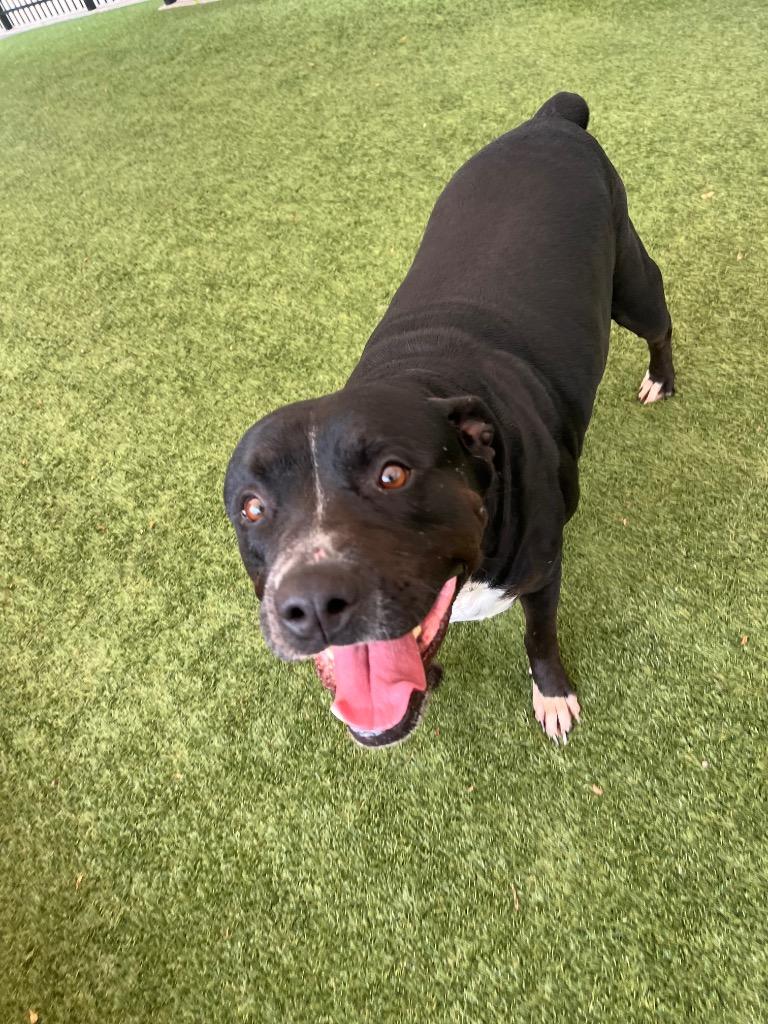 Enlarge Tillie, a Adoptable mixed breed in Seguin, TX image 1/3