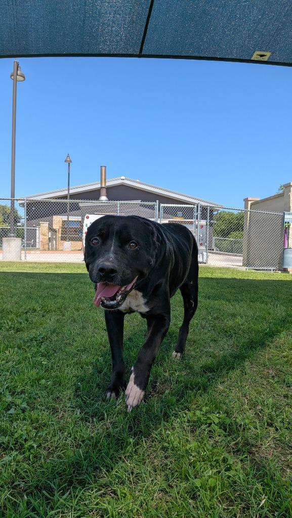 Tillie, Adoptable, Adult Female Rottweiler & Bull Terrier.