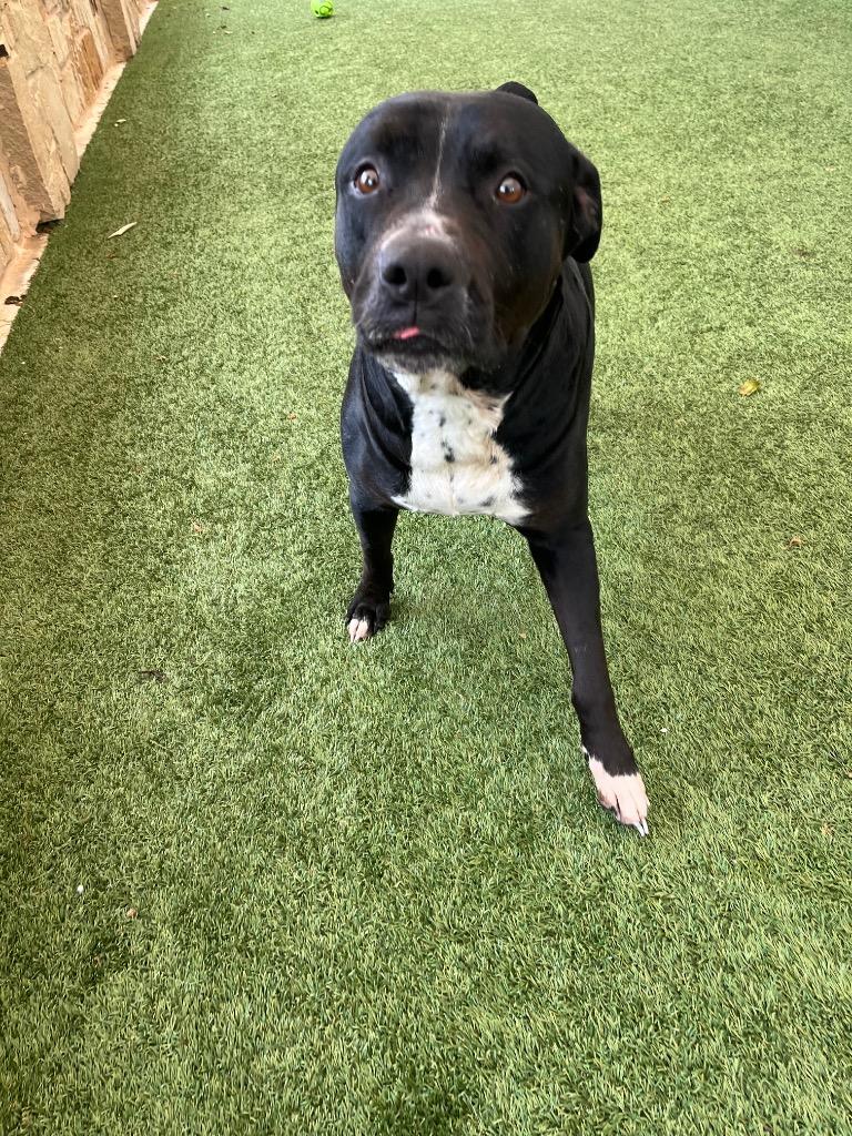 Enlarge Tillie, a Adoptable mixed breed in Seguin, TX image 2/3