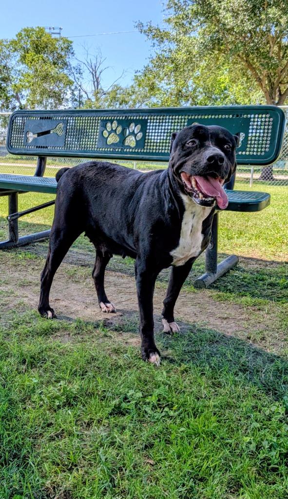 Tillie, a Adoptable mixed breed in Seguin, TX image 2/4