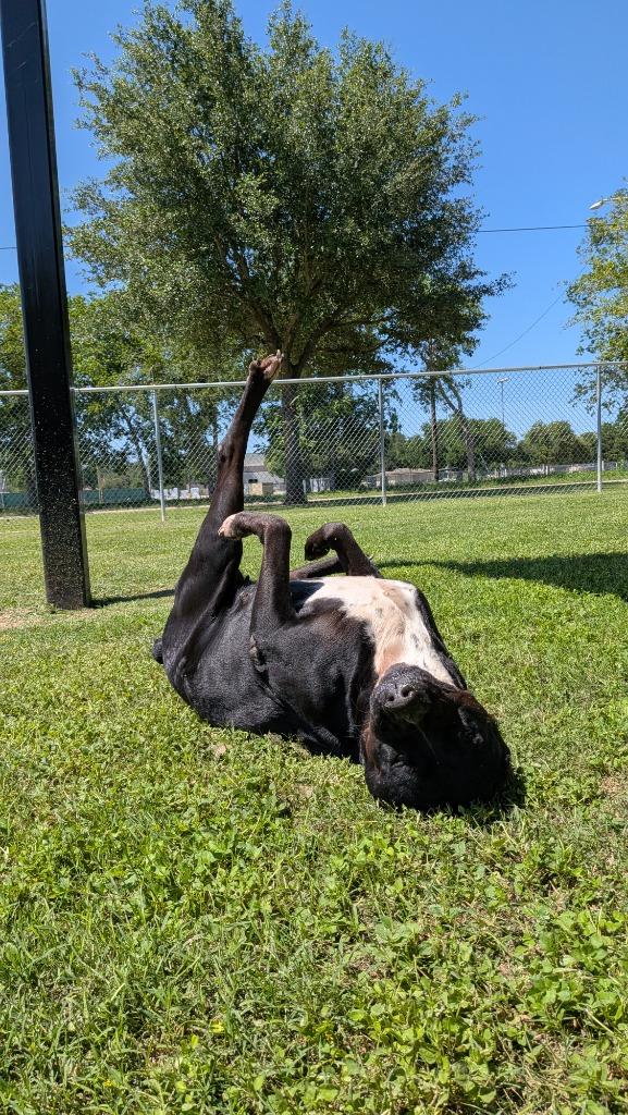 Tillie, a Adoptable mixed breed in Seguin, TX image 3/4