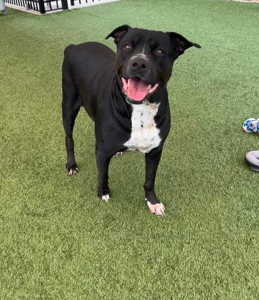 Tillie, a Adoptable mixed breed in Seguin, TX image 4/4