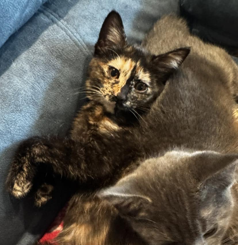 Enlarge Aurora, an adopted Domestic Short Hair in Guthrie, OK image 4/4