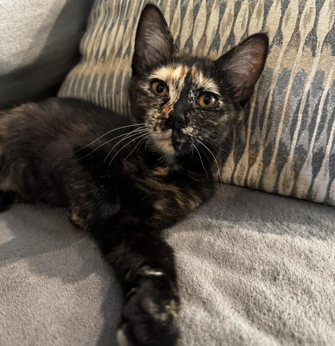 Enlarge Aurora, an adopted Domestic Short Hair in Guthrie, OK image 2/4