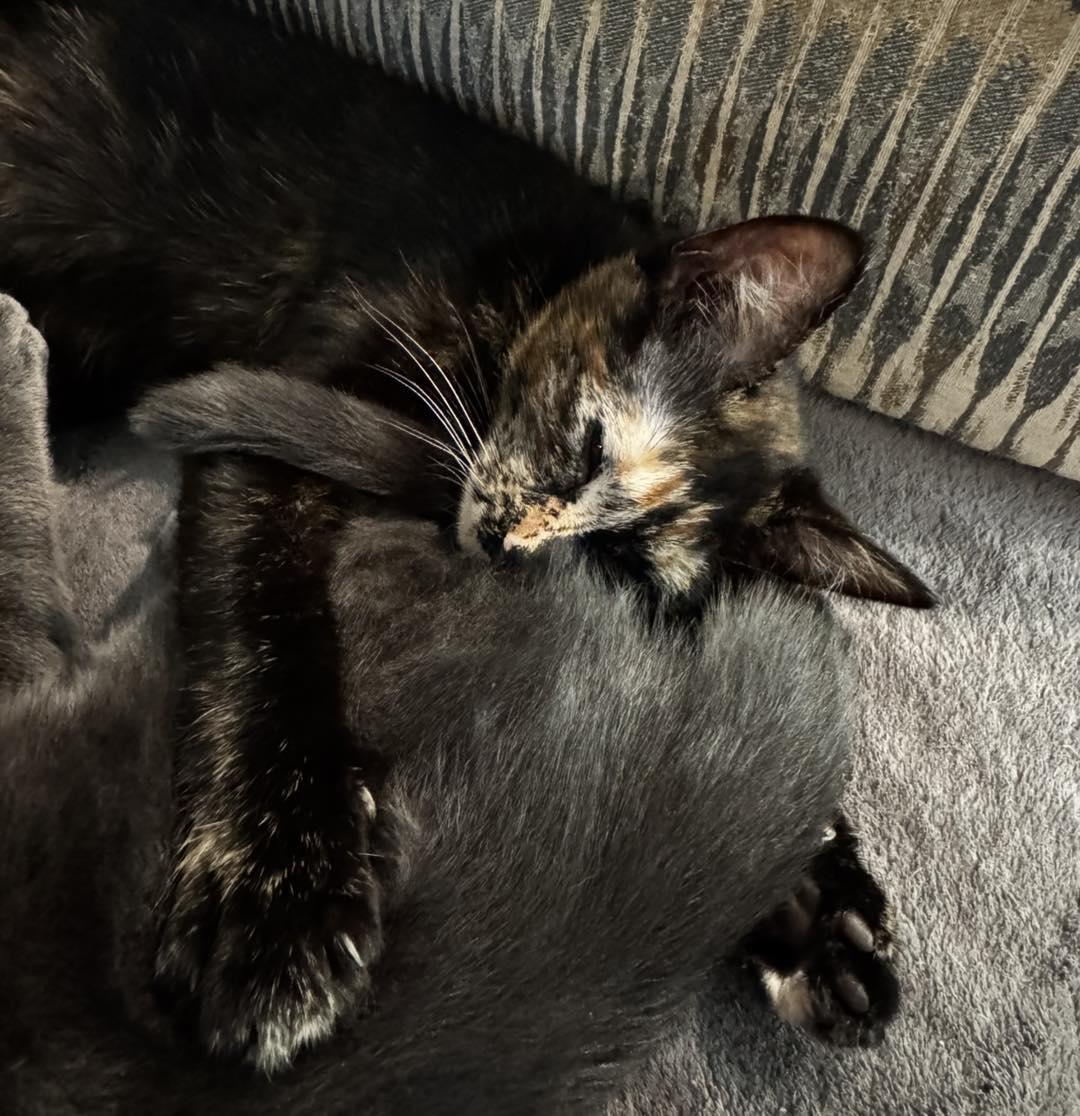 Enlarge Aurora, an adopted Domestic Short Hair in Guthrie, OK image 3/4