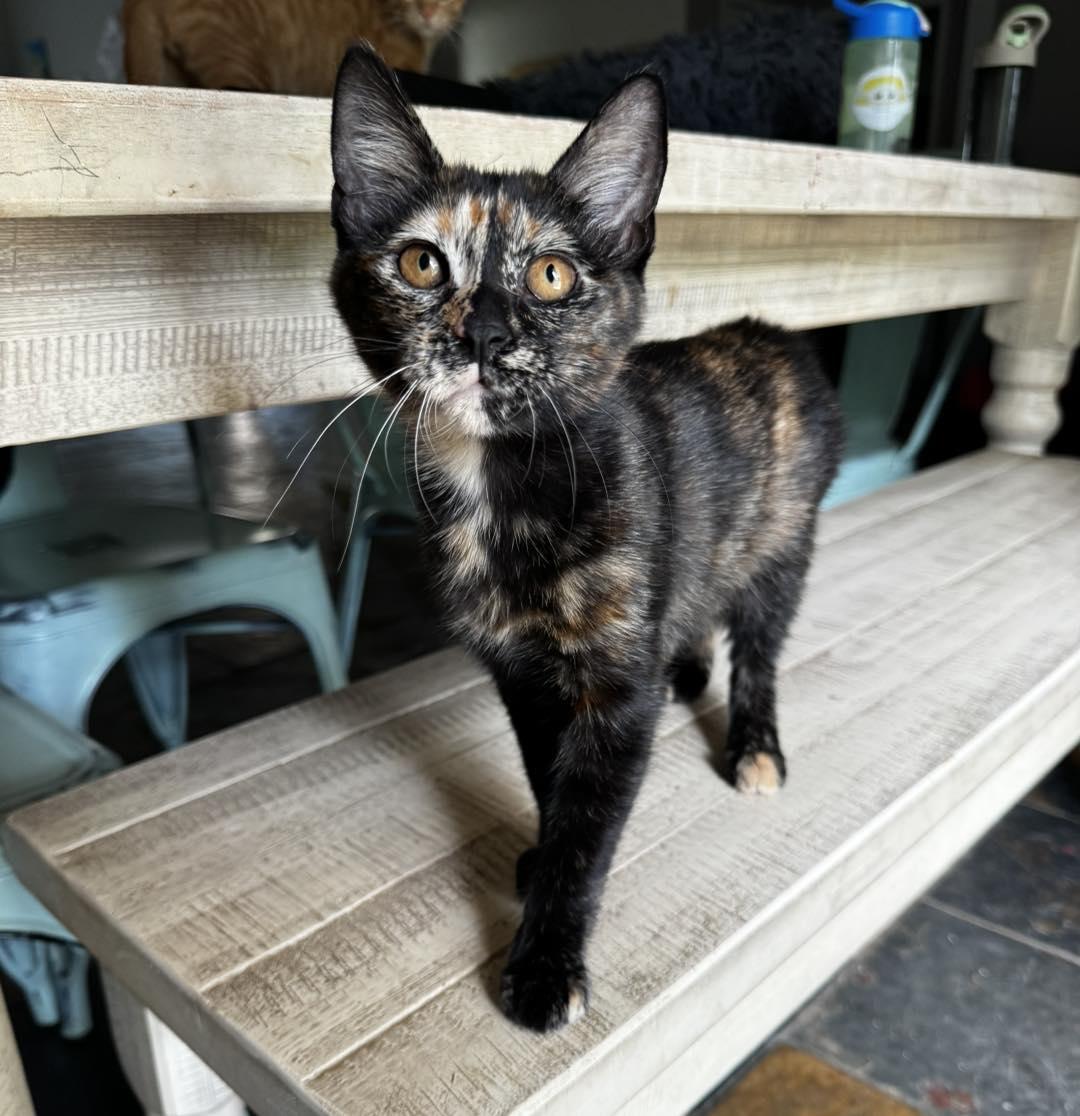 Enlarge Aurora, an adopted Domestic Short Hair in Guthrie, OK image 1/4