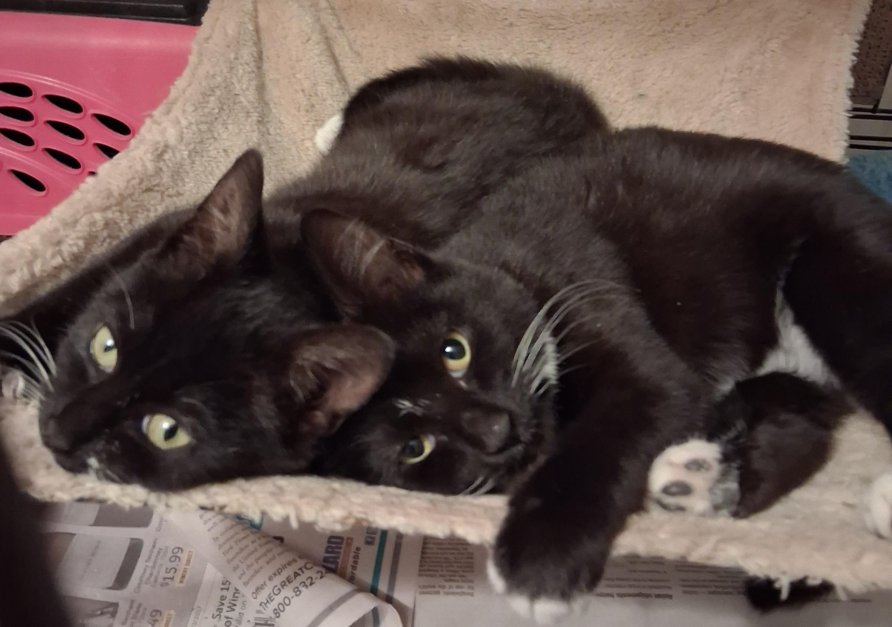 Enlarge Celine & Dahlia, a ADOPTABLE mixed breed in Centreville, VA image 5/5